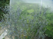 Счастливые обладатели теплиц