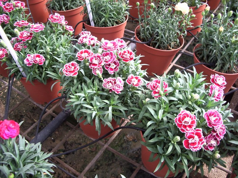 Выращивание на гидропонике