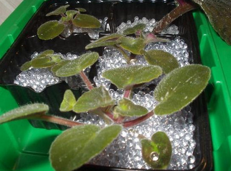 Фиалки в теплице