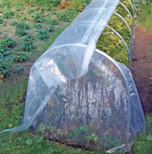 пленочный парник