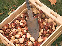 Как хранить луковицы тюльпанов Как хранить луковицы тюльпанов