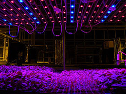 Искусственный свет в теплицах Искусственный свет в теплицах