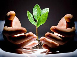 Как освещать рассаду в теплице Как освещать рассаду в теплице