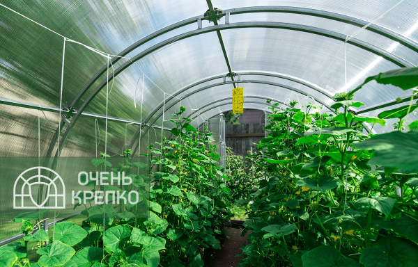 Теплица Звезда фото 4