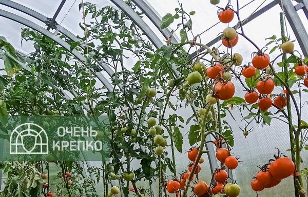 Теплица Усиленная Титан 3м фото 7