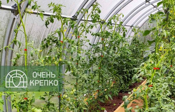 Теплица Усиленная Титан 3,5м фото 5