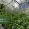 Теплица Усиленная фото 5